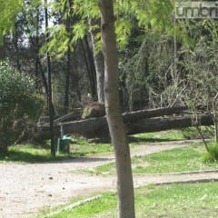 Terni, Parco Rosselli: «Vogliamo risposte»