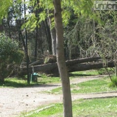 Terni, Parco Rosselli: «Presenti metalli»