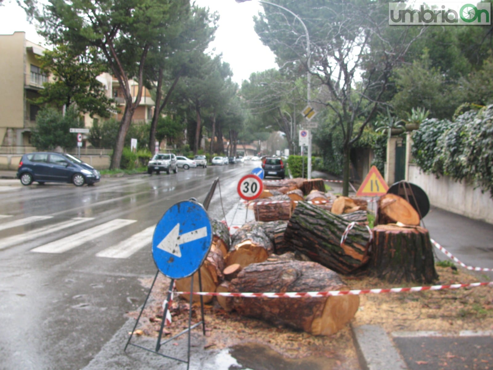 Gli alberi abbattuti in via Borsi