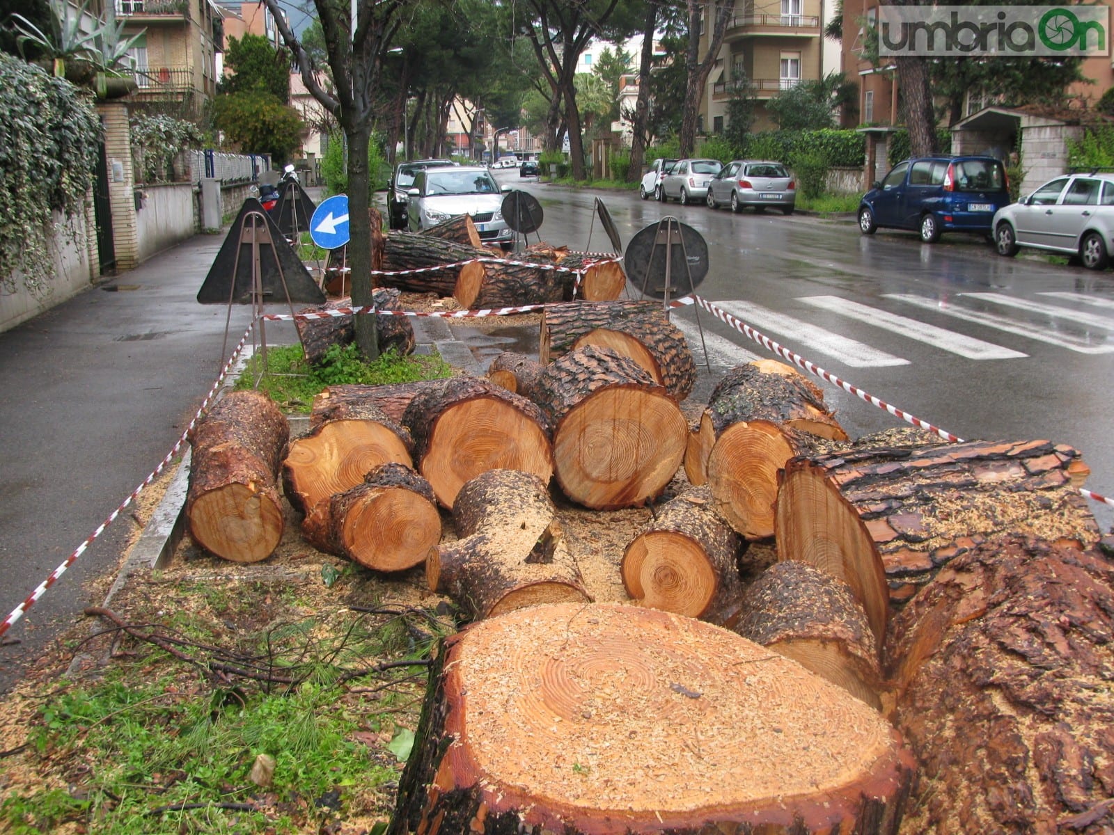 Alcuni alberi abbattuti in via Borsi a Terni