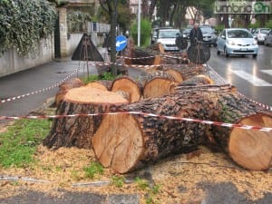 via Borsi Terni alberi22