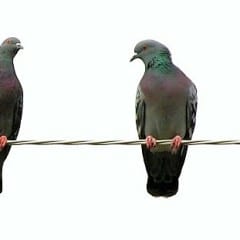 Allerona: corrente in ’tilt’ per un piccione