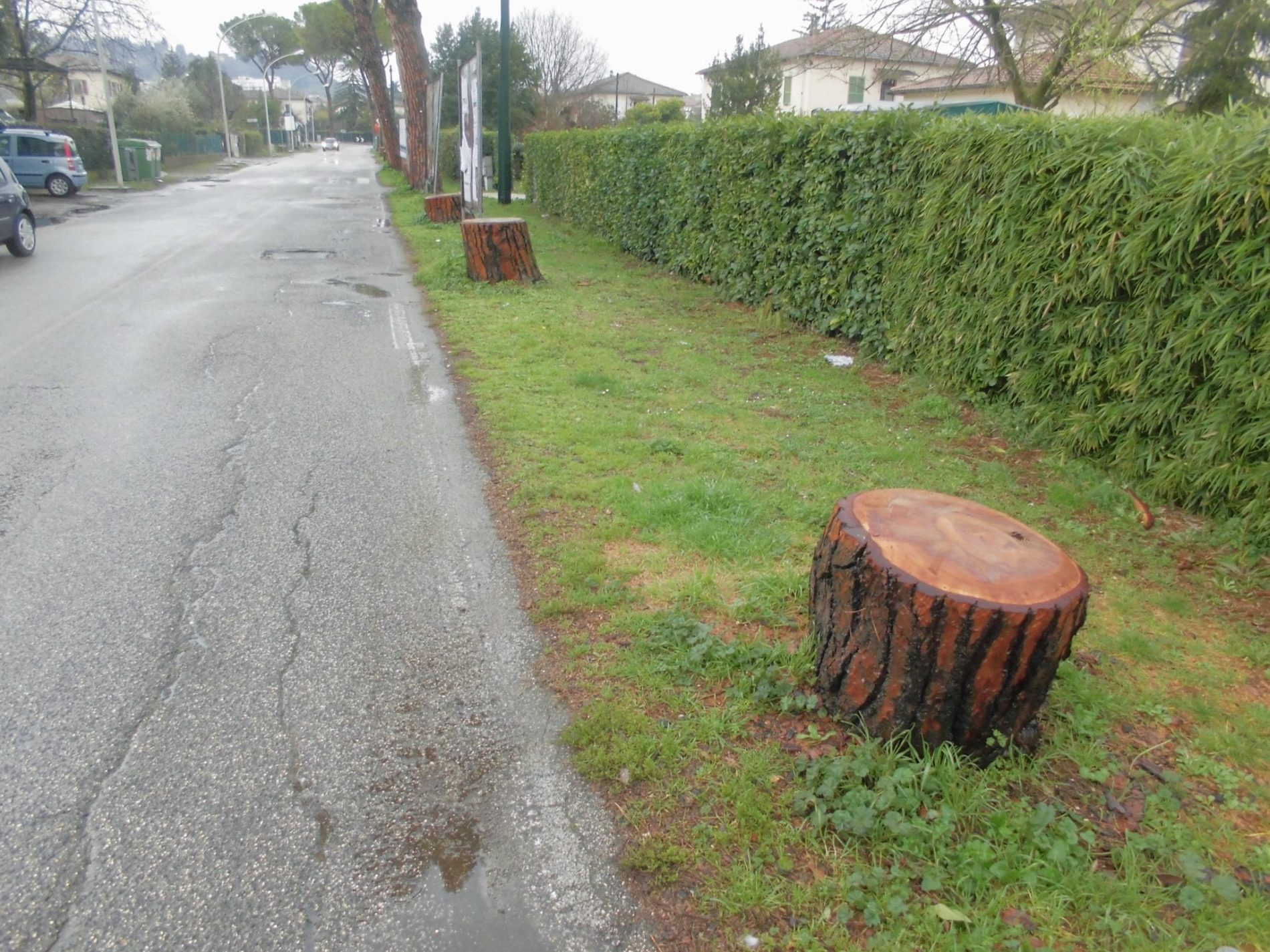 Alberi abbattuti, la polemica non si placa