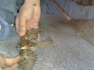Un uccello liberato
