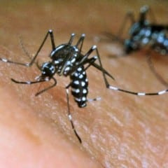 Terni, assalto-zanzare: «La disinfestazione adulticida fa male. Usiamo antilarvali ma il caldo umido li frena»
