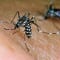 Terni: caso di Dengue virus. Disinfestazione in 2 zone e prescrizioni