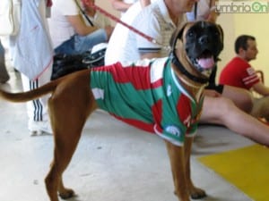 Un tifoso canino per le ‘Ferelle’