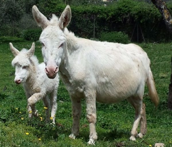 I cuccioli di 'Città della Domenica'
