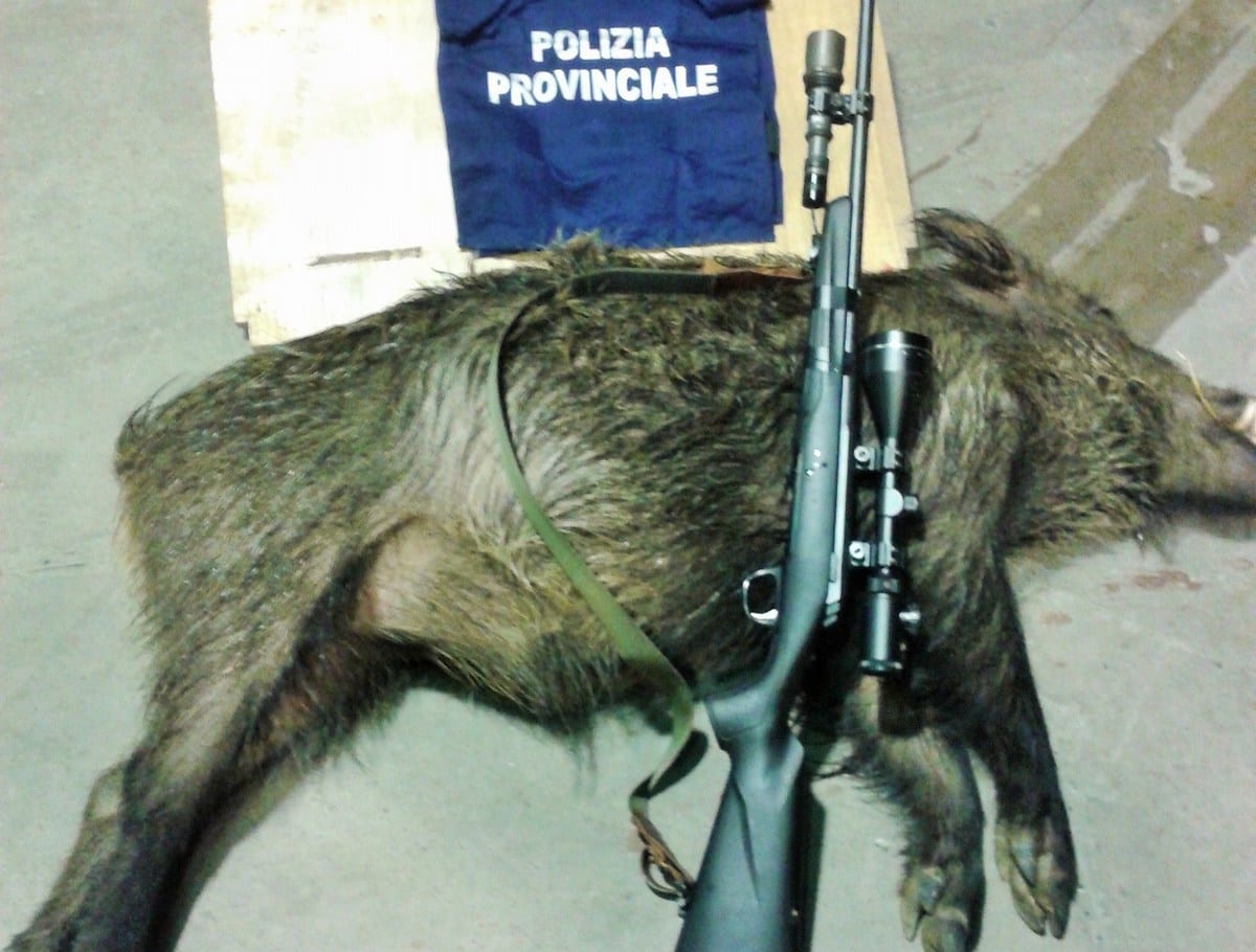 L'animale ucciso