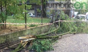 Terni albero caduto1