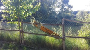 Terni carsulae abbandono (10)