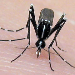 Caso di Dengue con ricovero: urgente disinfestazione
