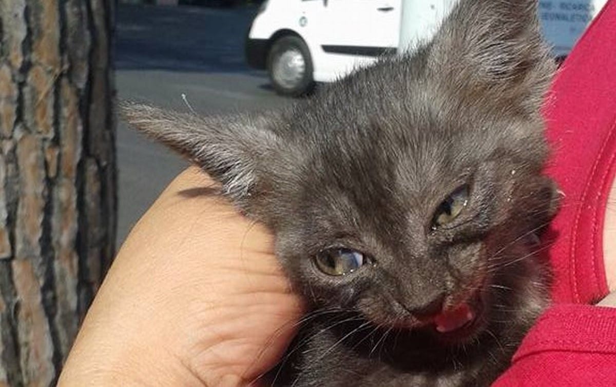 Il gattino scampato a una fine atroce