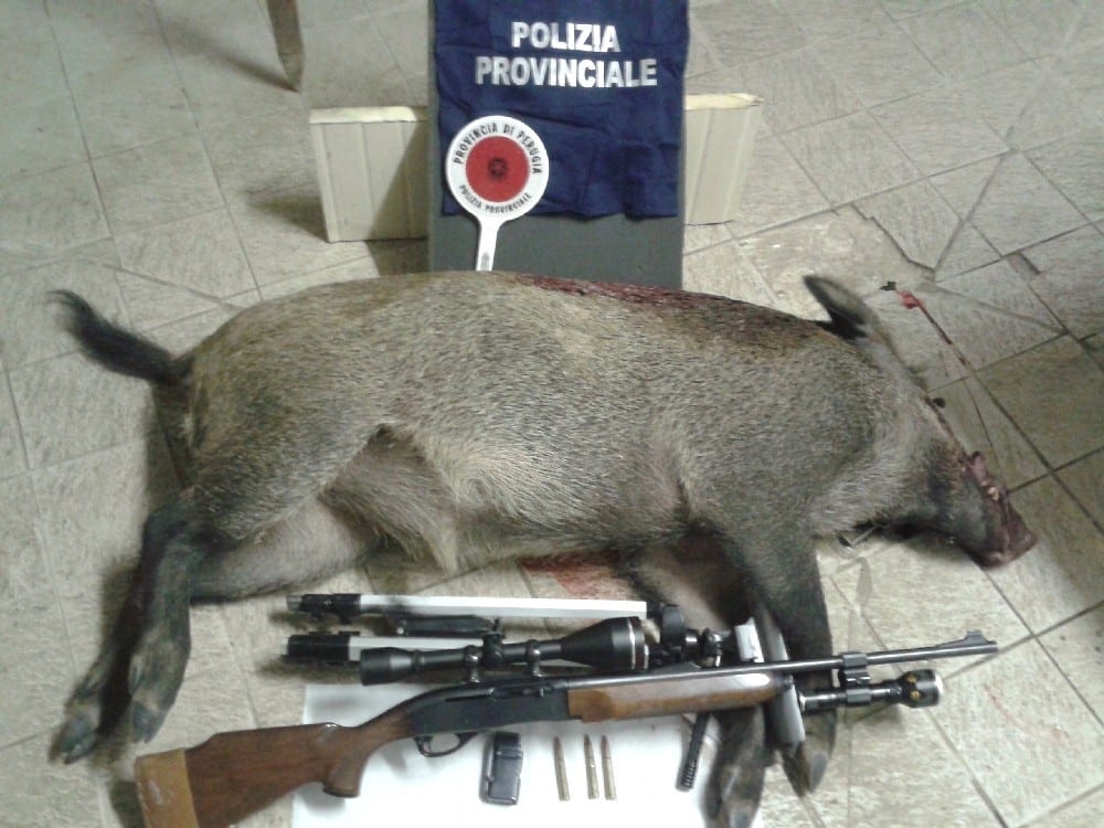 Panicale, due denunce: abbattuto un cinghiale