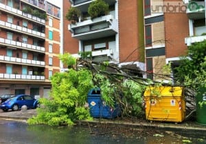 L'albero caduto in via Battisti