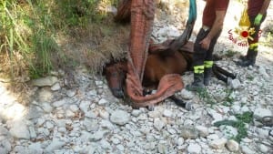 Perugia vigili del fuoco cavallo (4)