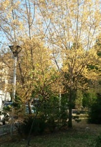 Piante parchi terni