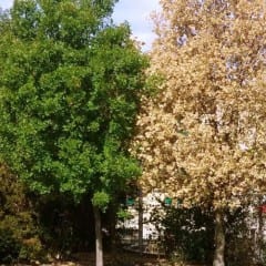 Piante e alberi a Terni: «Ennesimo paradosso»