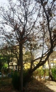 Piante parchi terni3