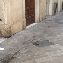 Terni, topi a passeggio per il centro storico