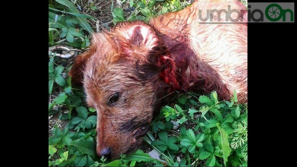 La cagnolina uccisa