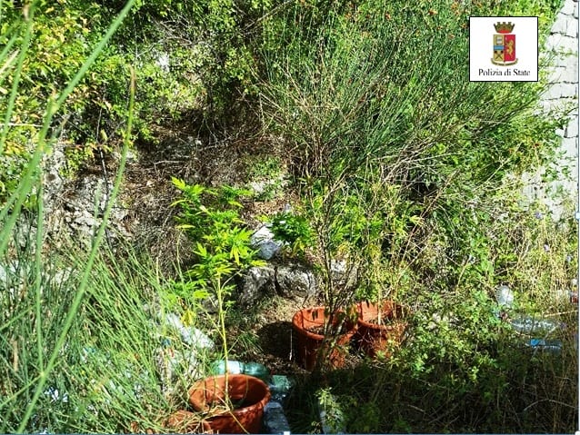 Le piantine nel sottobosco
