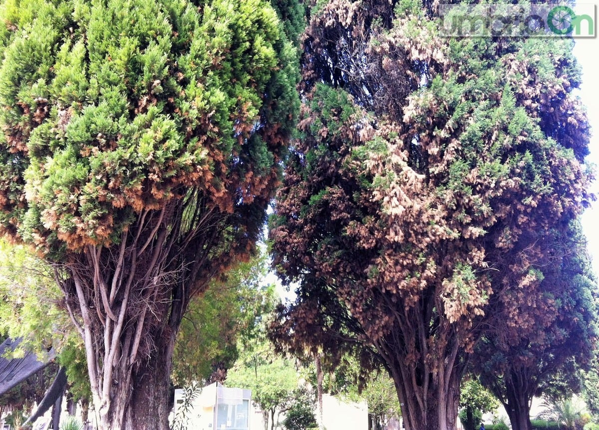 Due cipressi malati nel cimitero di Terni