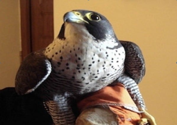 Il falco salvato