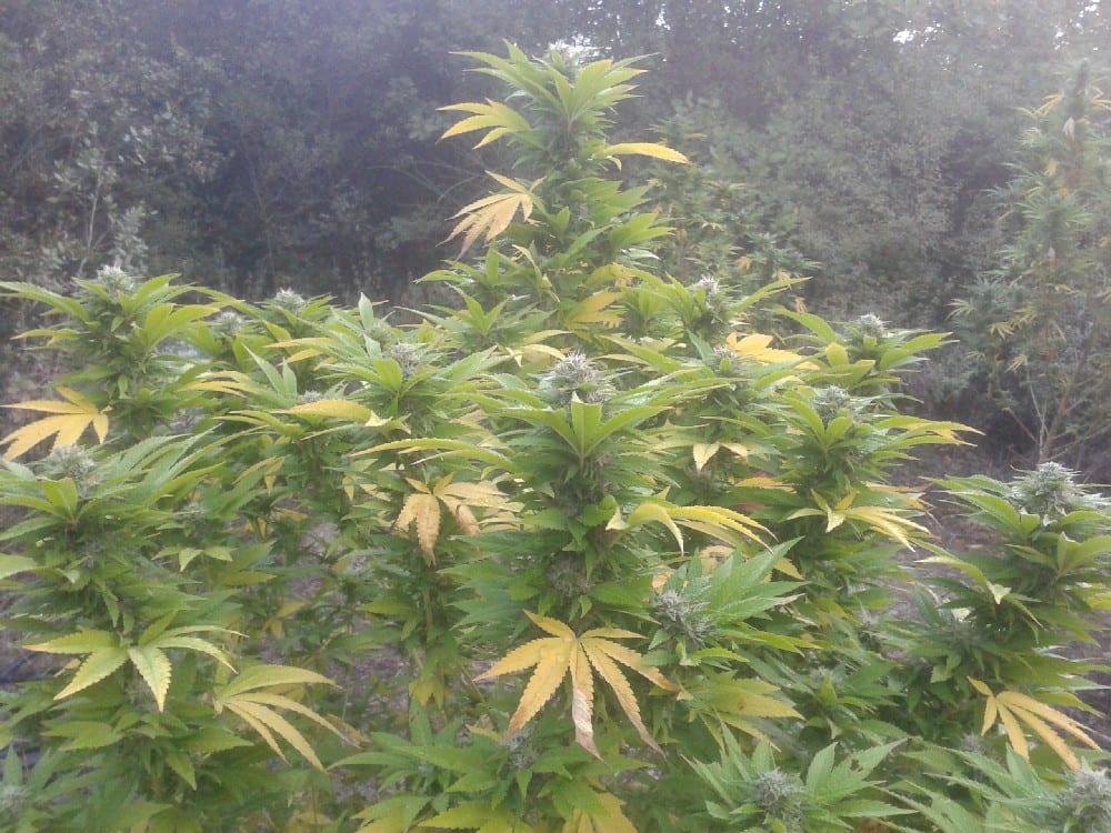 Magione, coltivava droga: denunciato