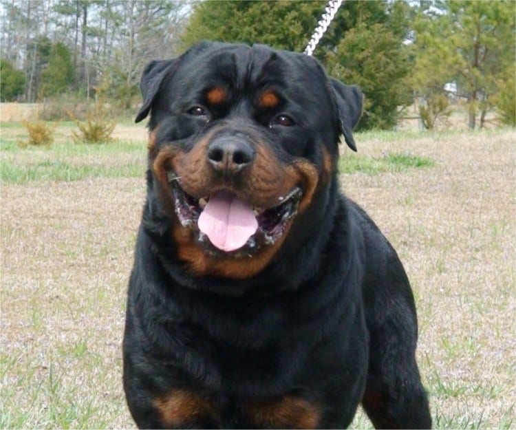 Cane morde bambina, operata d’urgenza