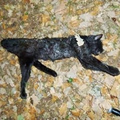 Terni, gatta uccisa: «Vergogna senza fine»