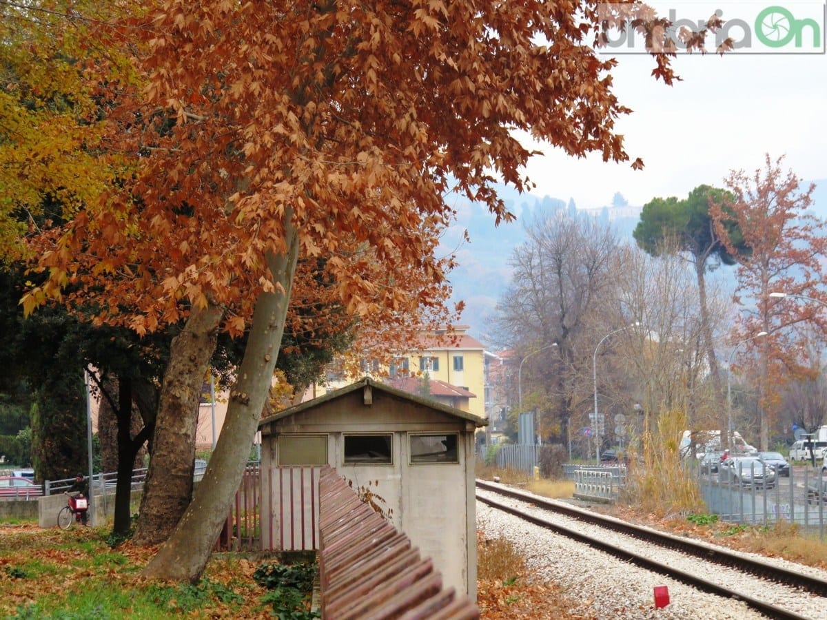 Alcuni degli alberi 'condannati'
