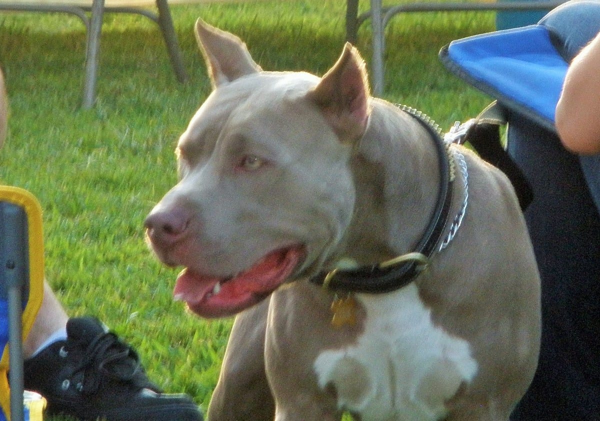 Un pit bull