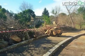 Albero enorme tagliato scuola Orazio Nucula, Terni - 16 gennaio 2016 (2)