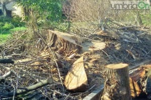 Albero enorme tagliato scuola Orazio Nucula, Terni - 16 gennaio 2016 (5)