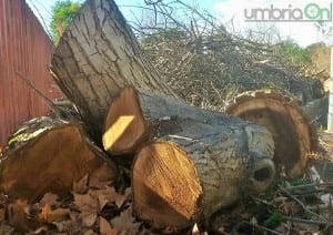 Albero enorme tagliato scuola Orazio Nucula, Terni - 16 gennaio 2016 (6)