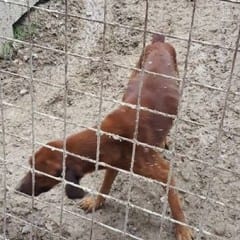 Terni, lager per cani scoperto a Perticara