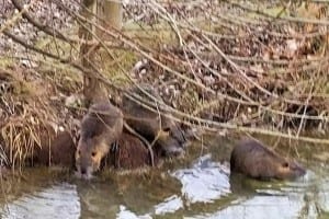 Rifiuti abbandonati Foligno, parco Hoffman - 30 gennaio 2016 (6)