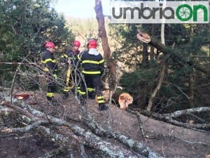 Albero Giuncano incidente Terni 5