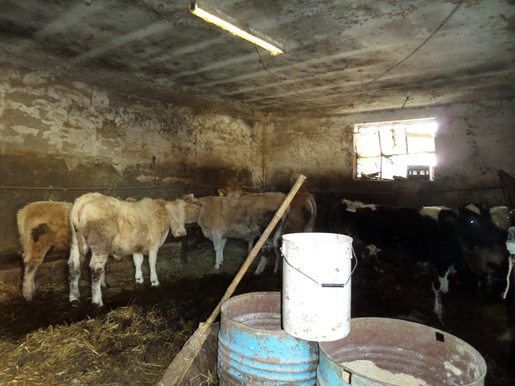 Campello sul Clitunno, chiuso allevamento