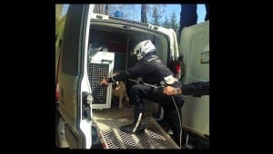 Cane labrador salvato dalla polizia municipale di Terni 2 - 30 marzo 2016