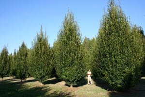 Gli alberi che saranno piantati