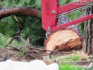 martiri della liberta alberi tagliati parco52