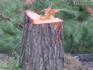 martiri della liberta alberi tagliati parco53