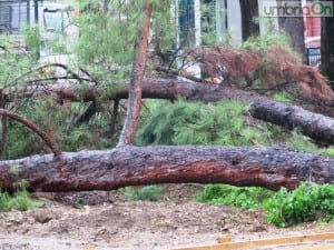 martiri della liberta alberi tagliati parco61