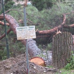 Terni, abbattuti altri alberi nei parchi
