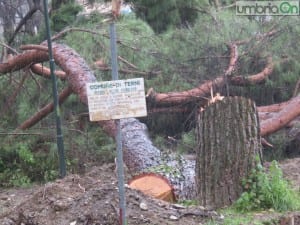 martiri della liberta alberi tagliati parco64