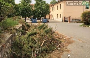 Pini tagliati e degrado, villaggio Campomaggio scuola Cianferini - 18 aprile 2016 (5)