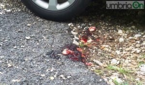 Calvi (Poggiolo), frontale auto moto, ferito giovane centauro 2 - 7 maggio 2016