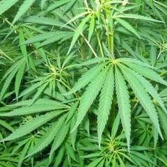 Gualdo, scoperta piantagione marijuana